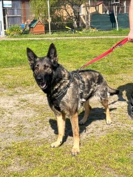 Deutscher Schäferhund-Mix Elli