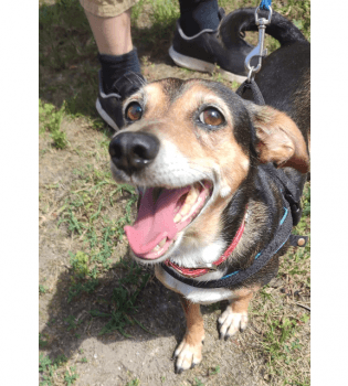 Jack Russell Terrier-Mix Stella