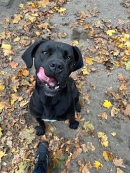 Cane Corso Italiano-Mix Unbekannt