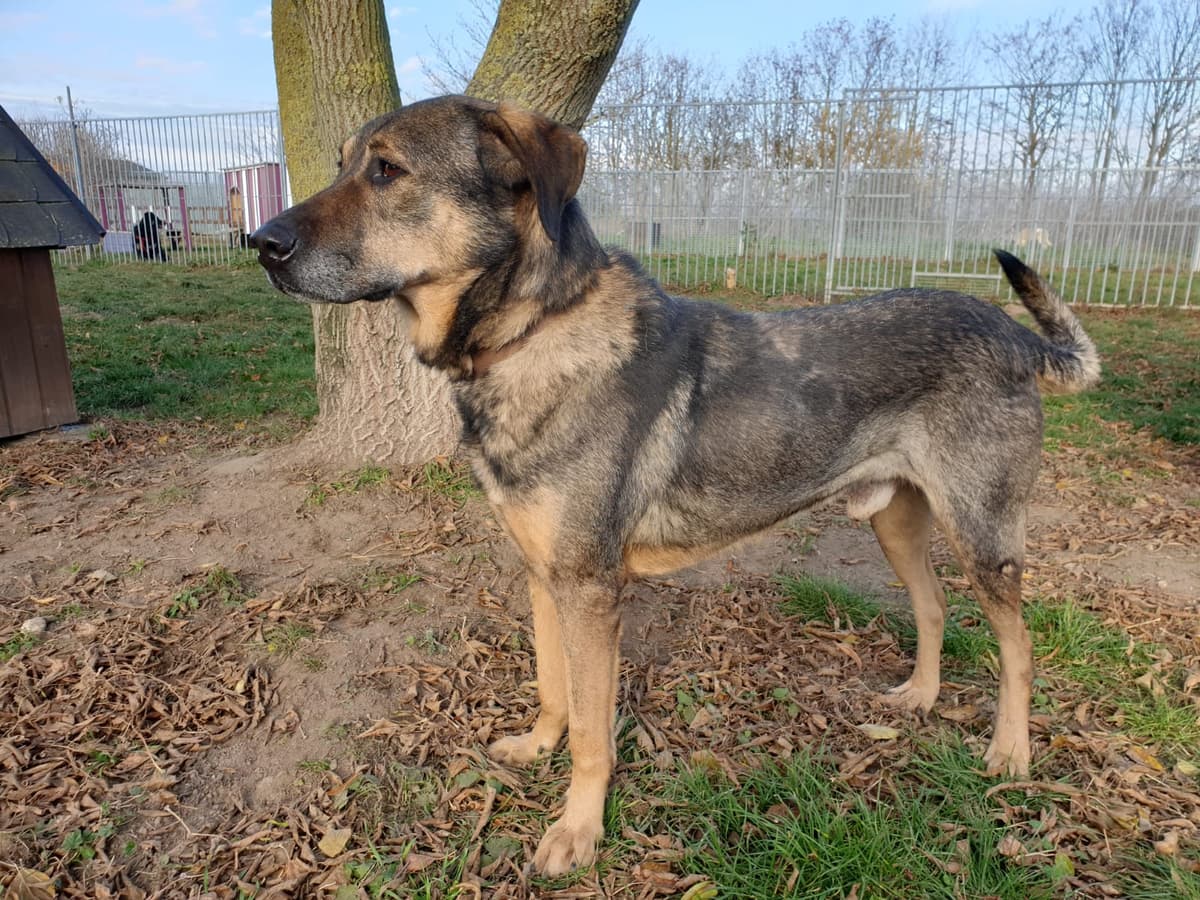 Cicero - - Bild 3