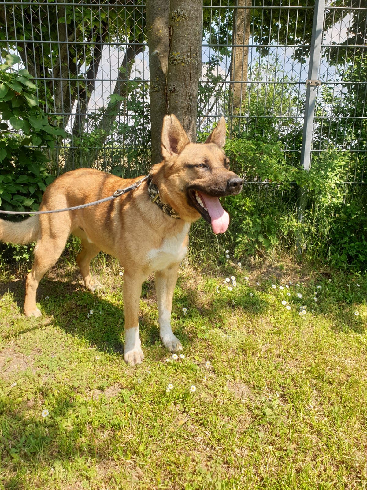 Leon - Deutscher Schäferhund - Bild 2