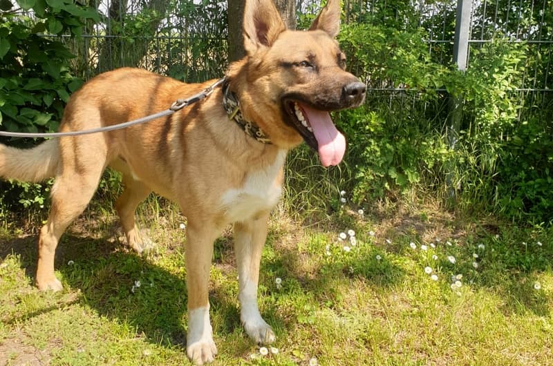 Leon - Deutscher Schäferhund - Bild 1