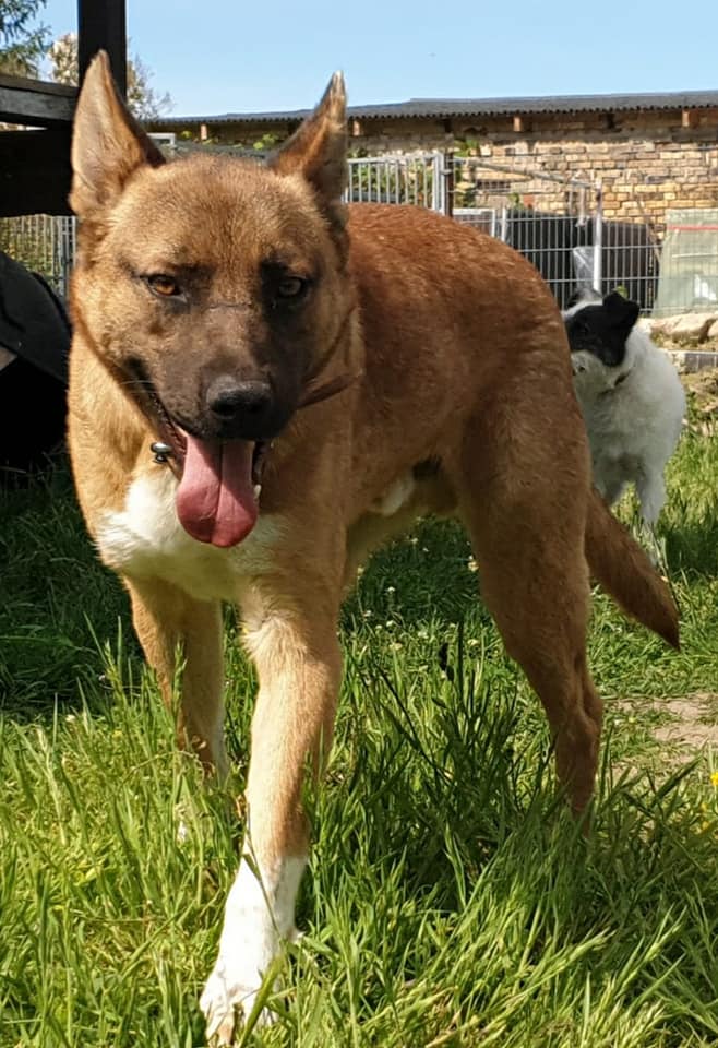 Leon - Deutscher Schäferhund - Bild 3