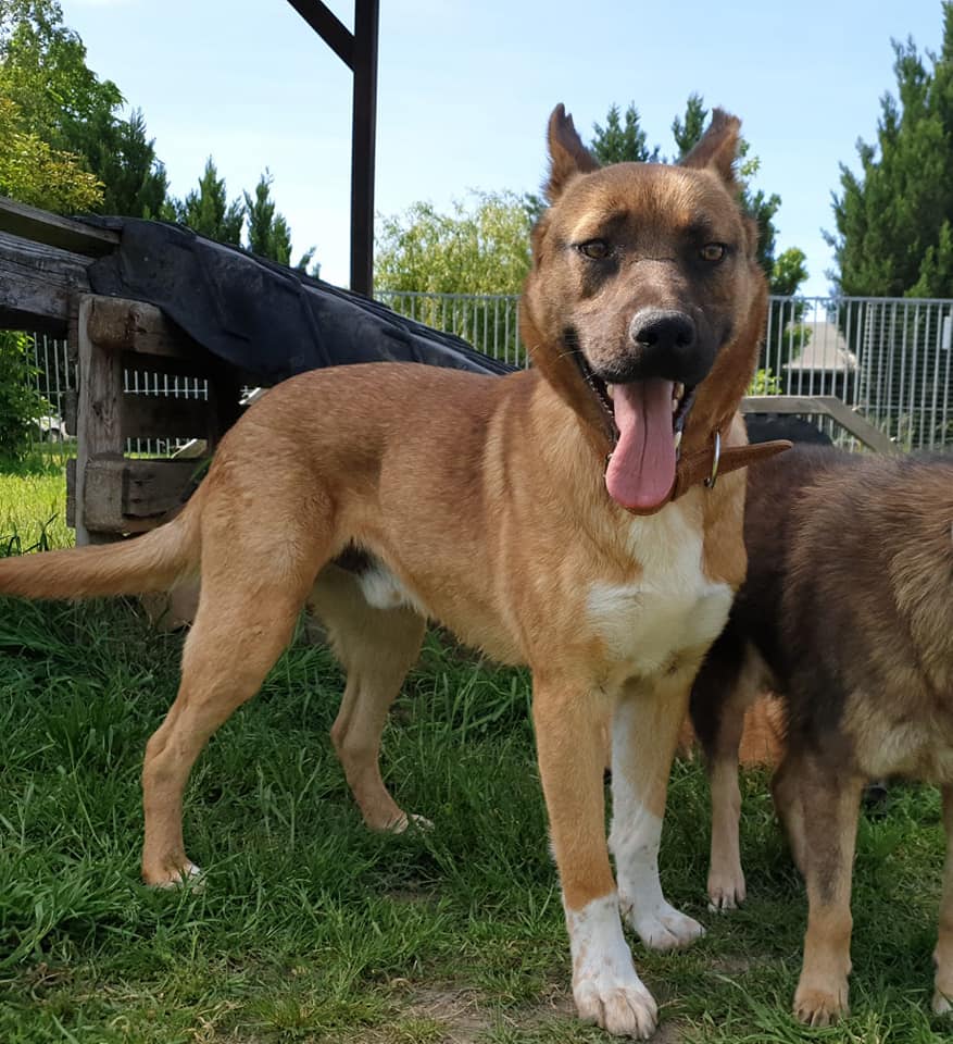 Leon - Deutscher Schäferhund - Bild 5