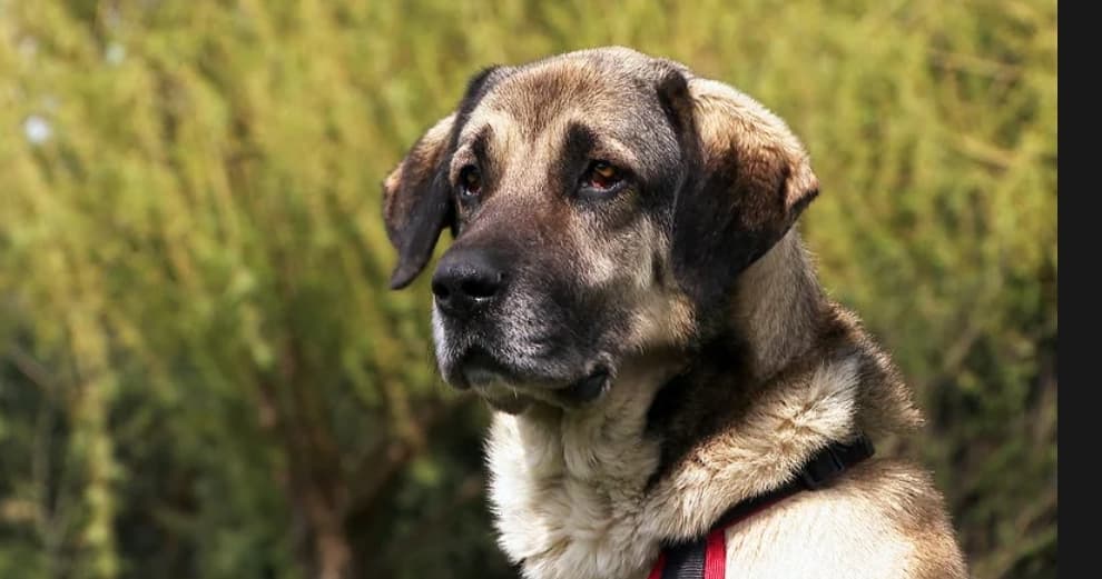 Ole - Deutsche Dogge - Bild 2