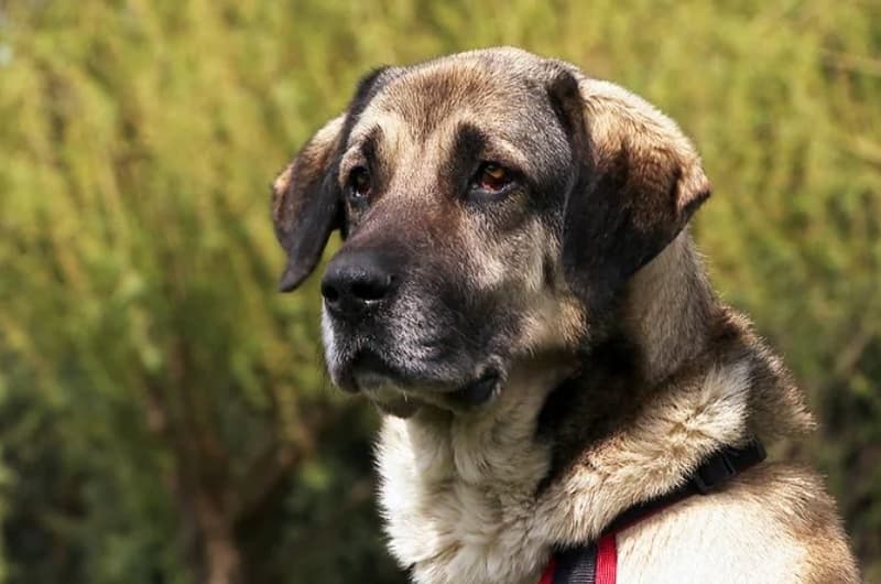Ole - Deutsche Dogge - Bild 1