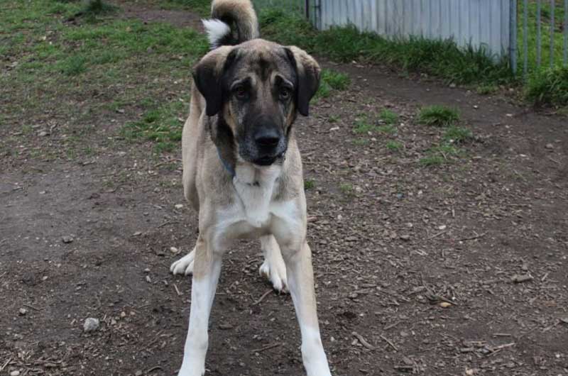 Ole - Deutsche Dogge - Bild 3