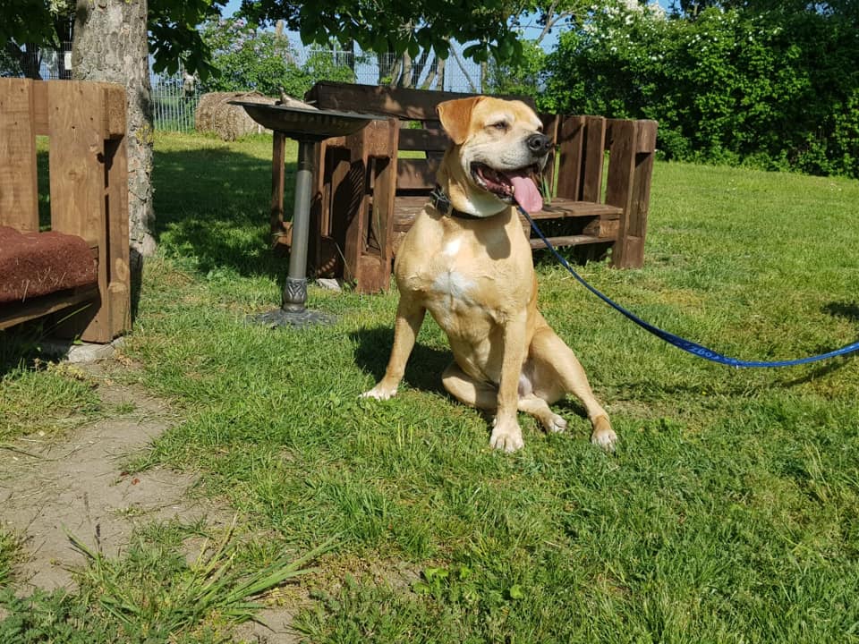 Schröder - Labrador Retriever, Englische Bulldogge, Deutsche Dogge - Bild 3