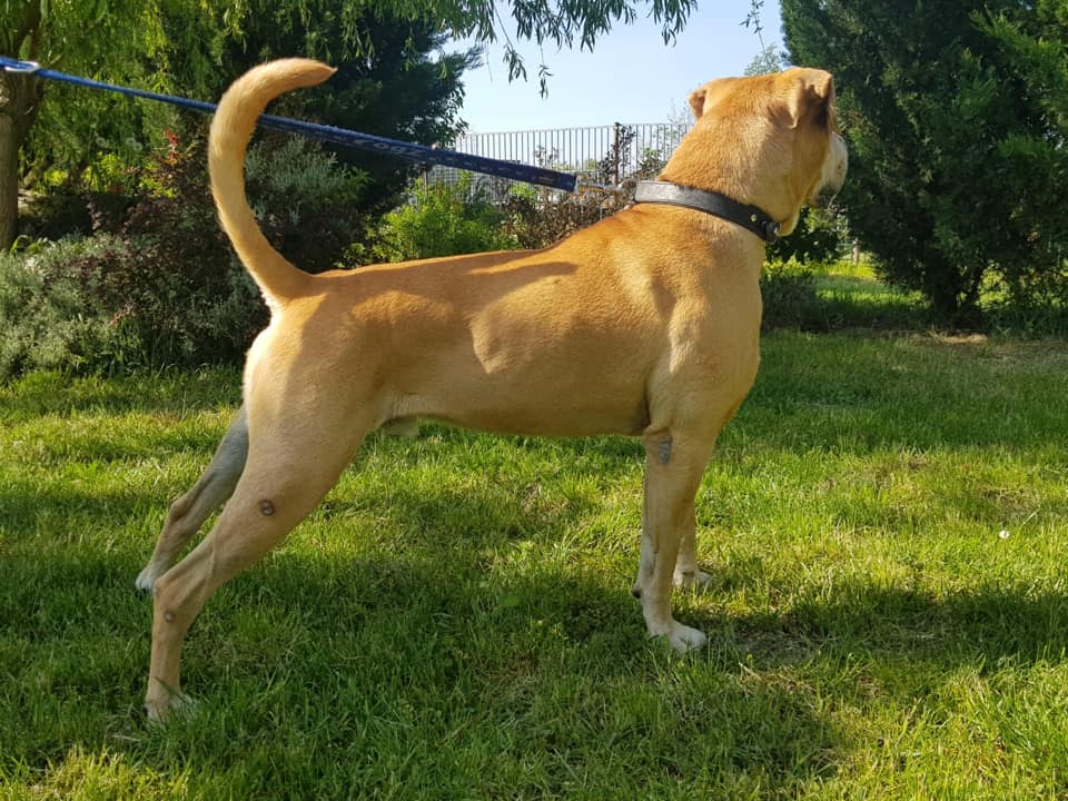 Schröder - Labrador Retriever, Englische Bulldogge, Deutsche Dogge - Bild 4