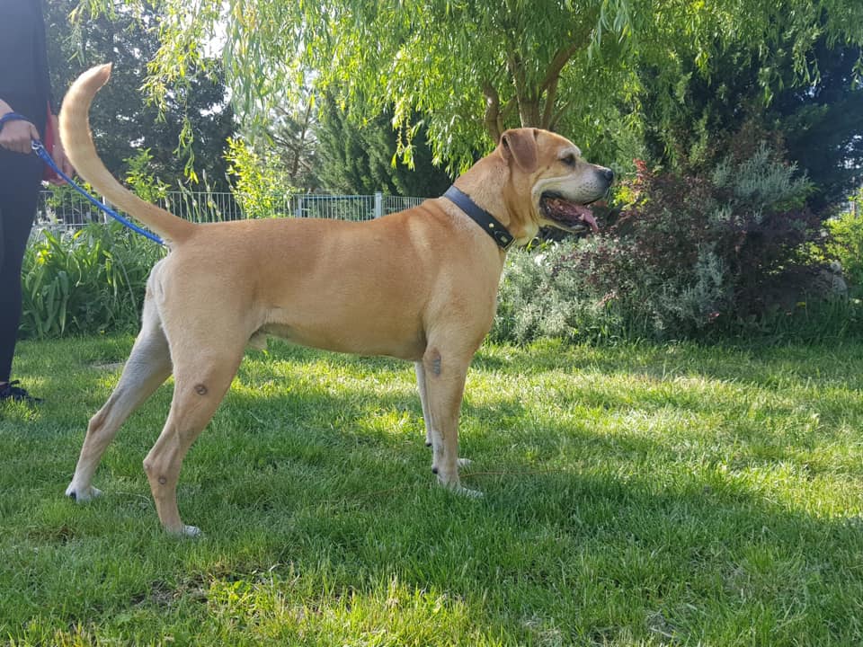 Schröder - Labrador Retriever, Englische Bulldogge, Deutsche Dogge - Bild 7