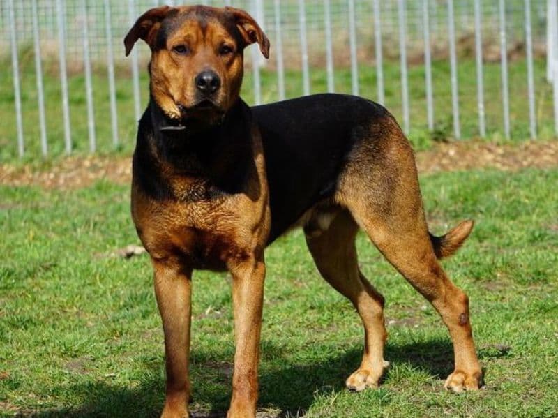 Taylor - Rhodesian Ridgeback, Deutsche Dogge - Bild 2