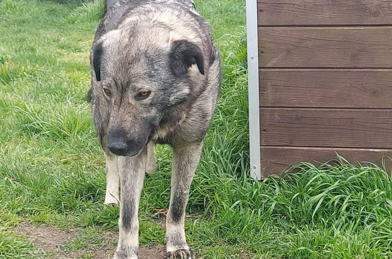 Bolek und lolek - Deutscher Schäferhund - Bild 1