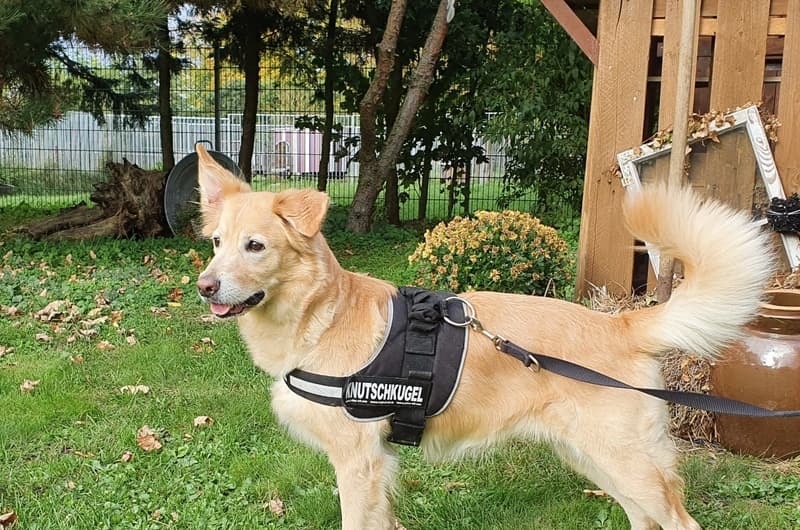 Cora - Labrador Retriever, Deutscher Schäferhund - Bild 2