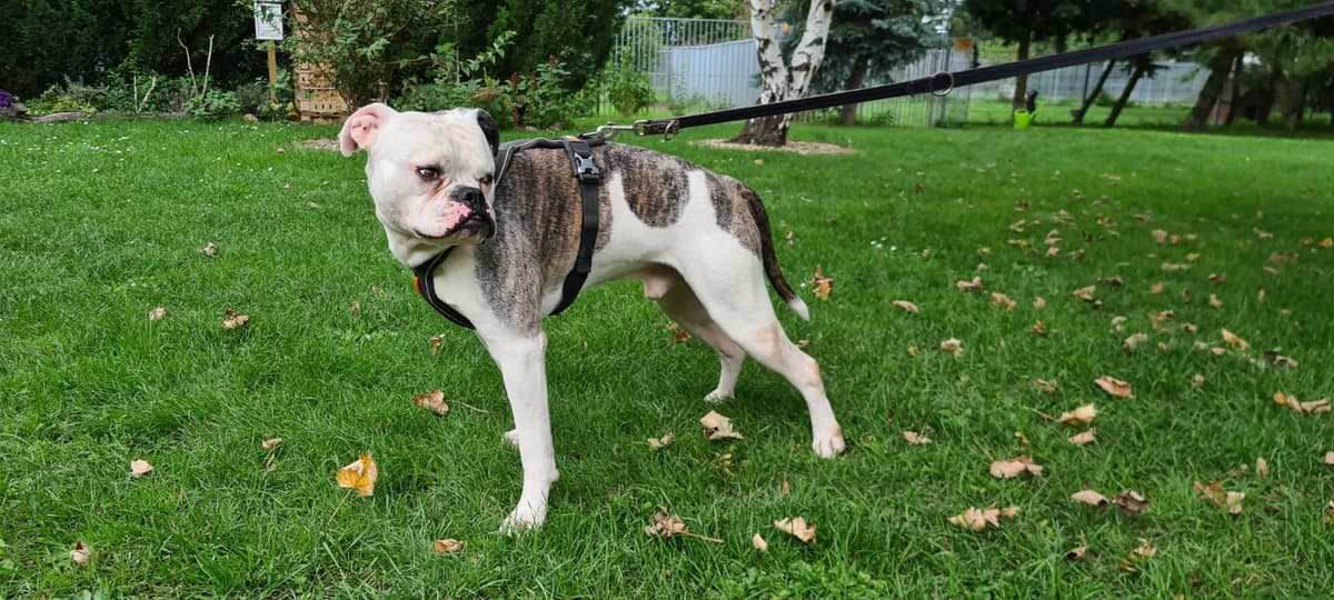 Igor - Englische Bulldogge, Deutsche Dogge - Bild 3