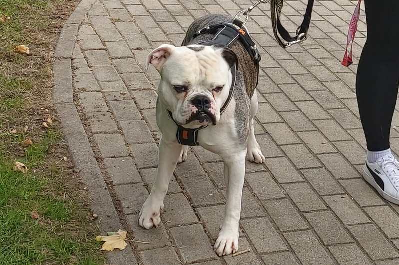 Igor - Englische Bulldogge, Deutsche Dogge - Bild 4