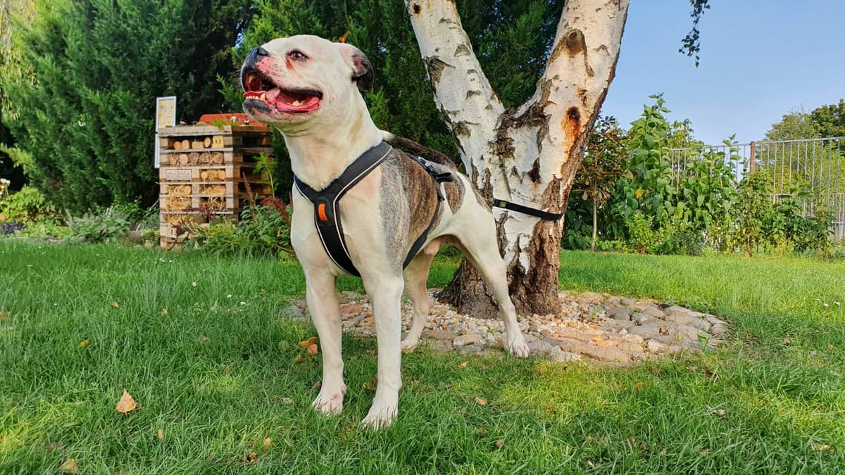 Igor - Englische Bulldogge, Deutsche Dogge - Bild 5