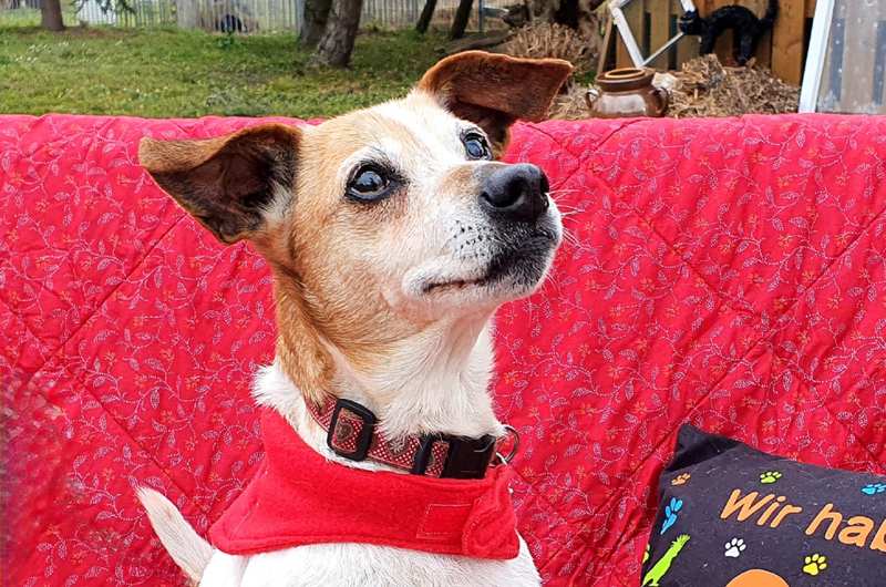 Josie - Jack Russell Terrier - Bild 1