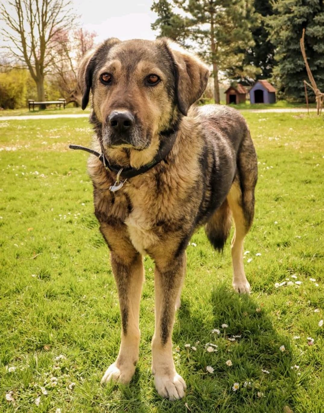 Lolek und bolek - Rhodesian Ridgeback, Deutsche Dogge - Bild 2