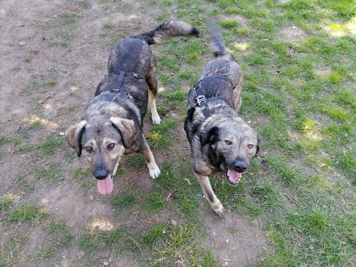 Lolek und bolek - Rhodesian Ridgeback, Deutsche Dogge - Bild 3