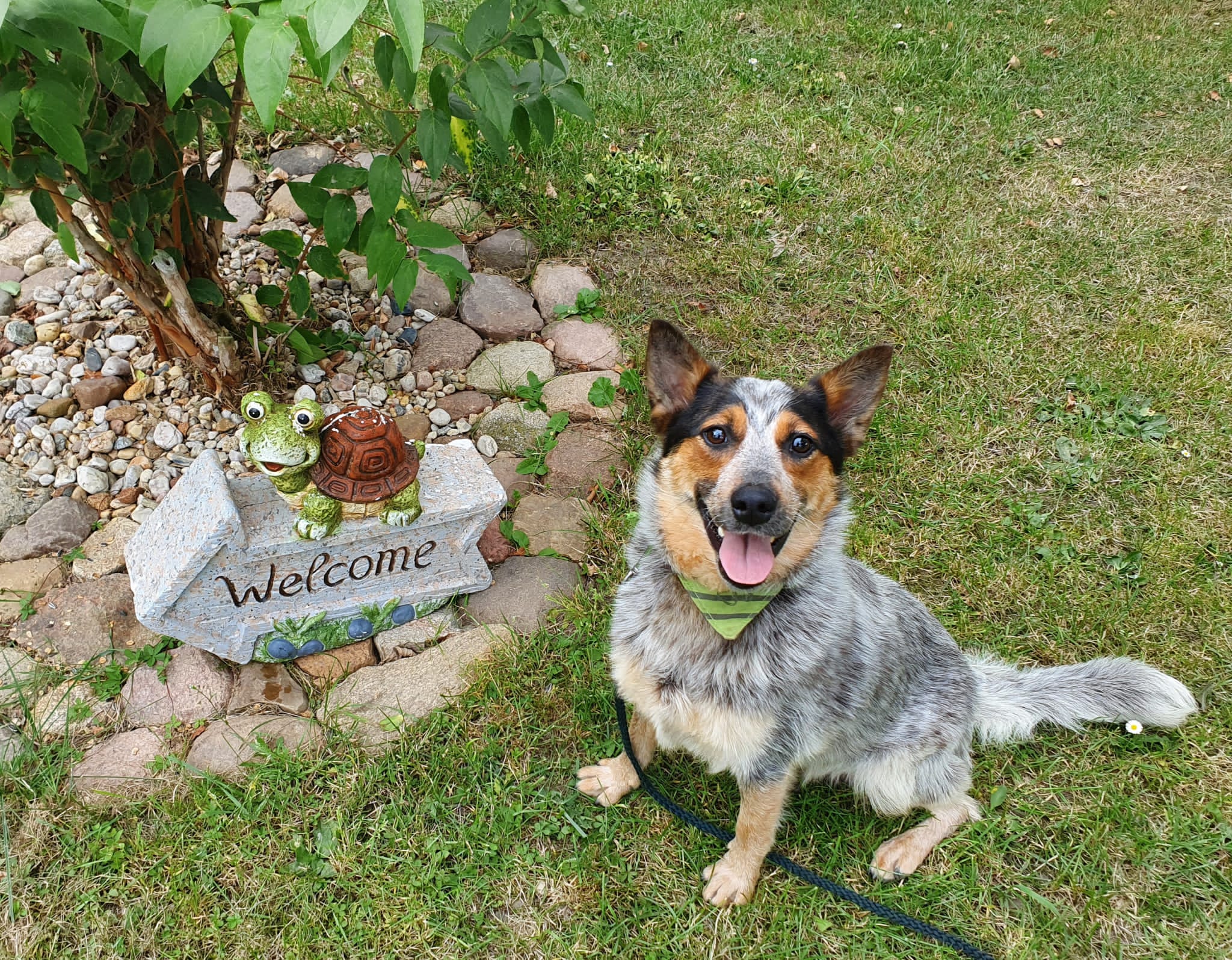 Sally - Australian Cattle Dog - Bild 2