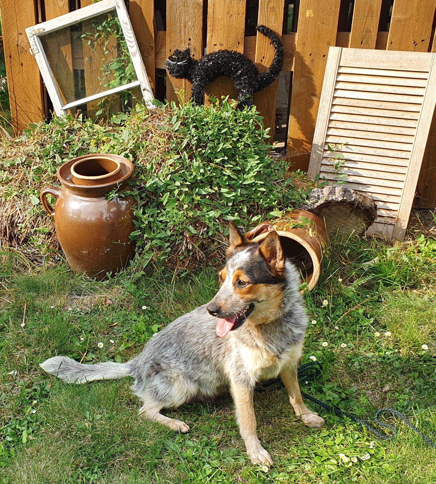 Sally - Australian Cattle Dog - Bild 3