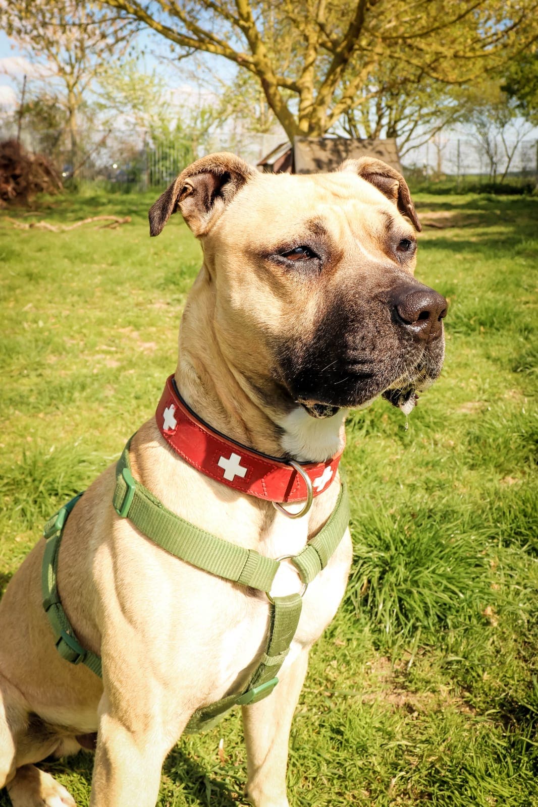 Snookers - American Staffordshire Terrier - Bild 2