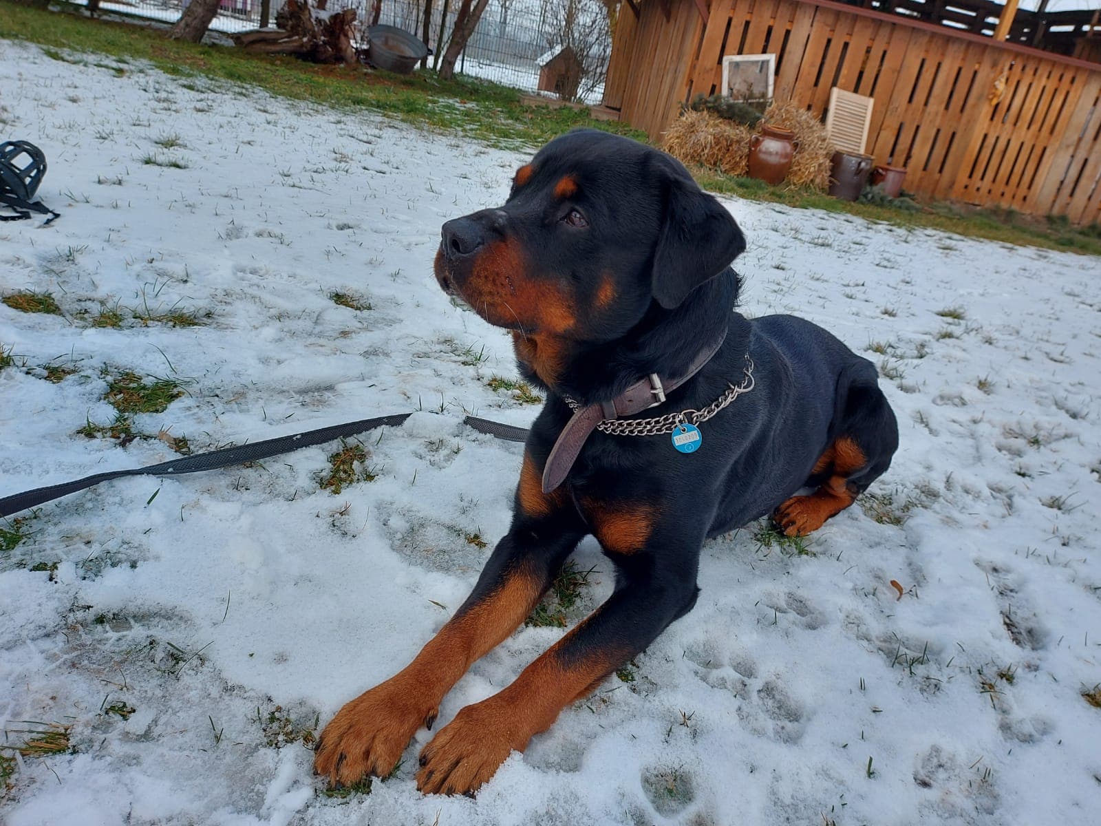 Tyson - Rottweiler - Bild 2