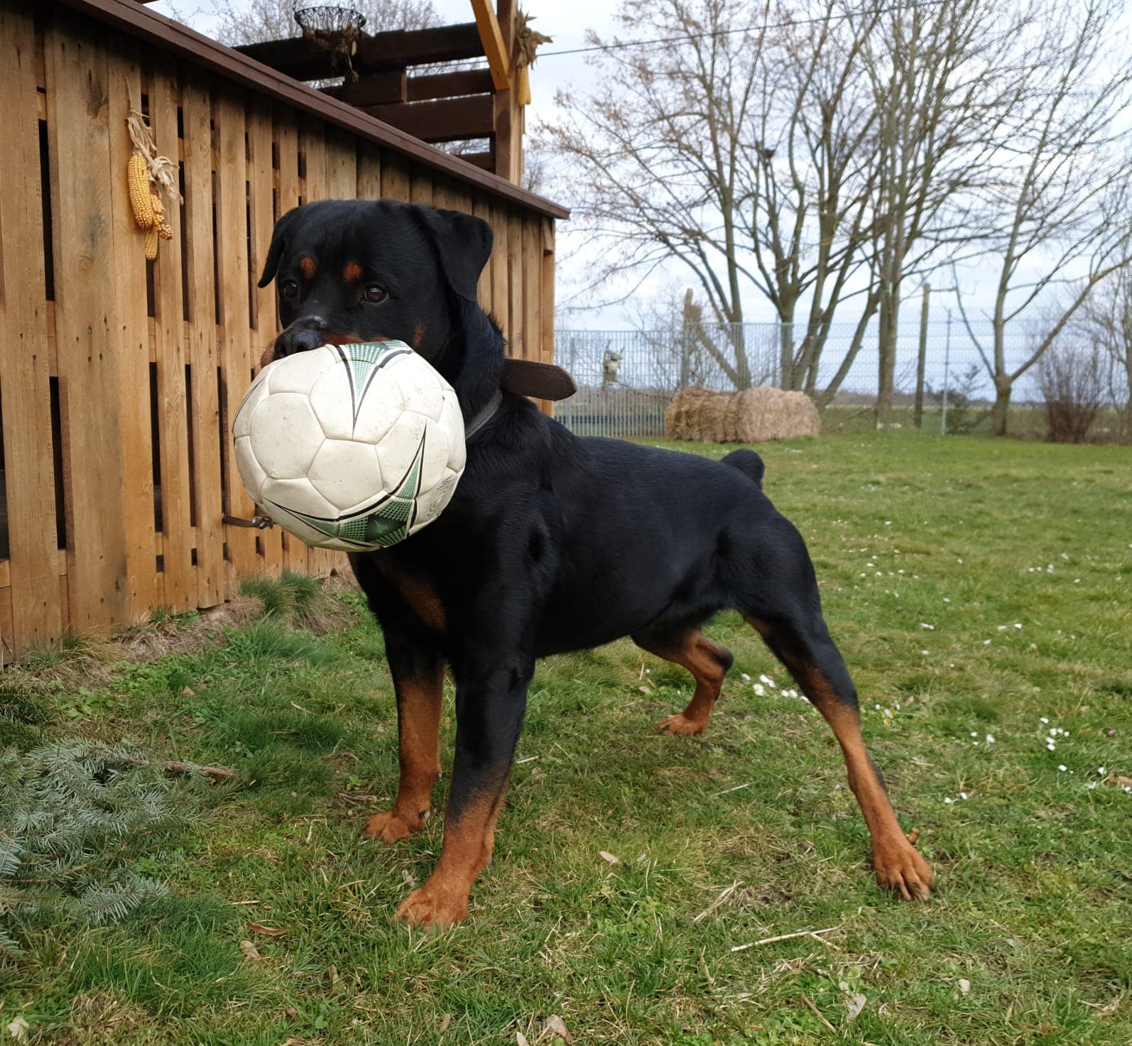 Tyson - Rottweiler - Bild 6