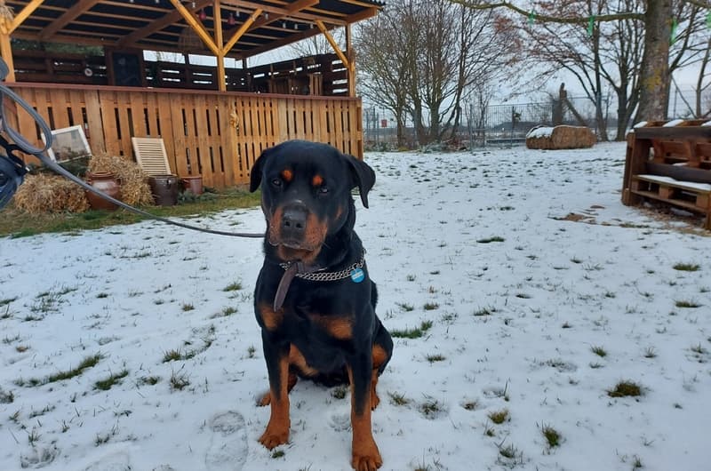 Tyson - Rottweiler - Bild 7