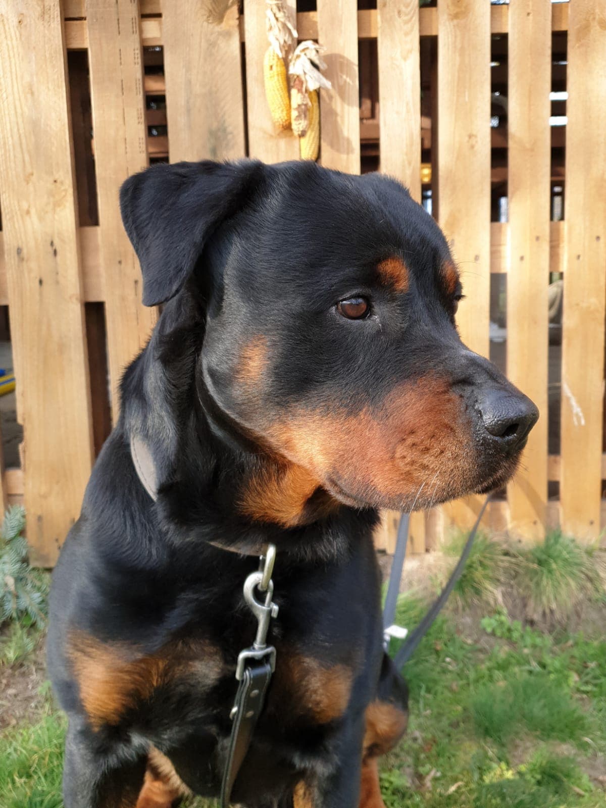 Tyson - Rottweiler - Bild 8