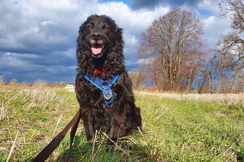 Carlo - Deutscher Schäferhund - Bild 2