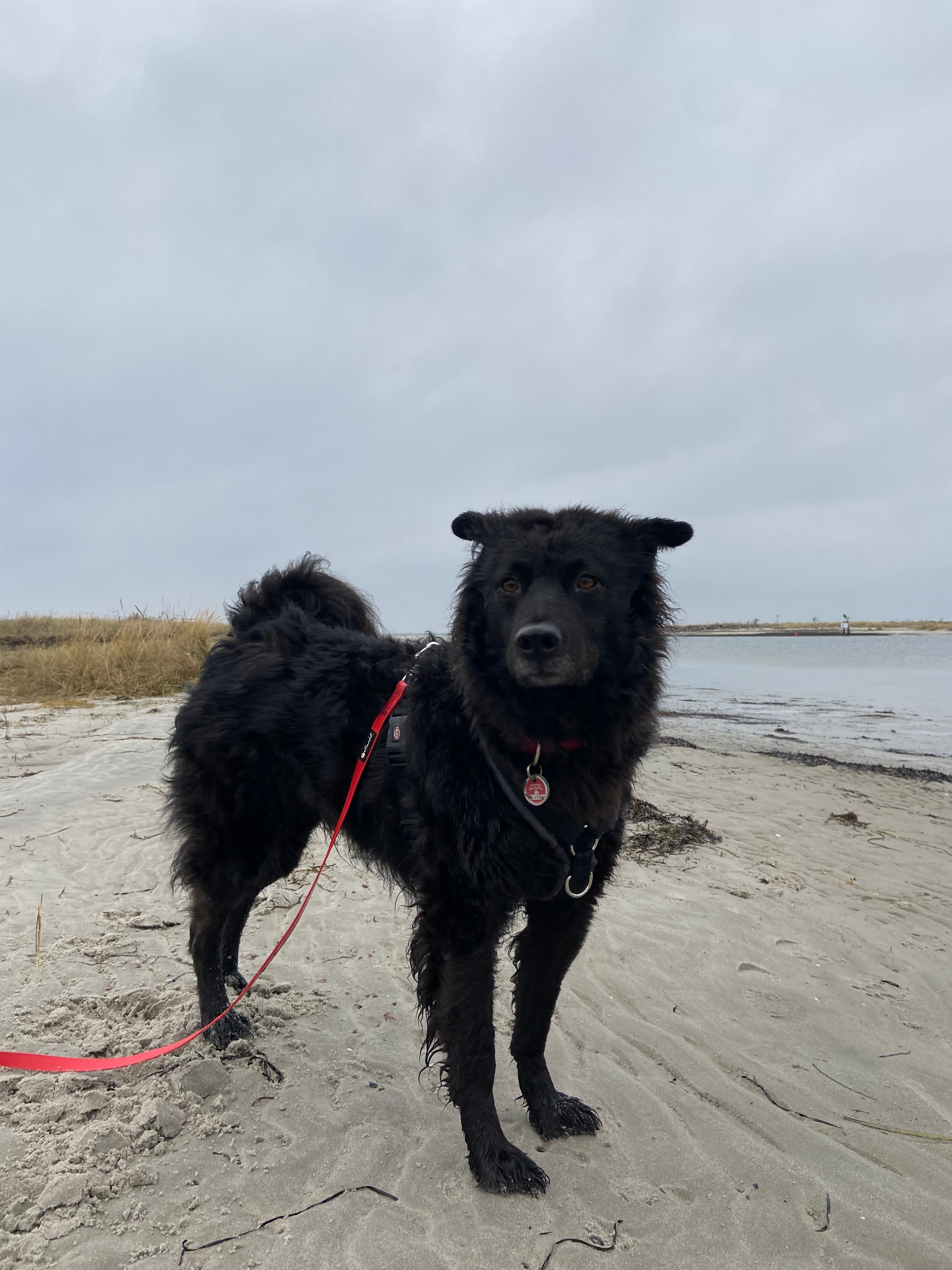 Carlo - Mudi, Deutscher Schäferhund - Bild 2