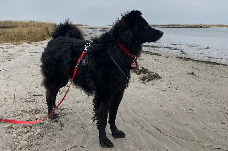 Mudi, Deutscher Schäferhund Carlo