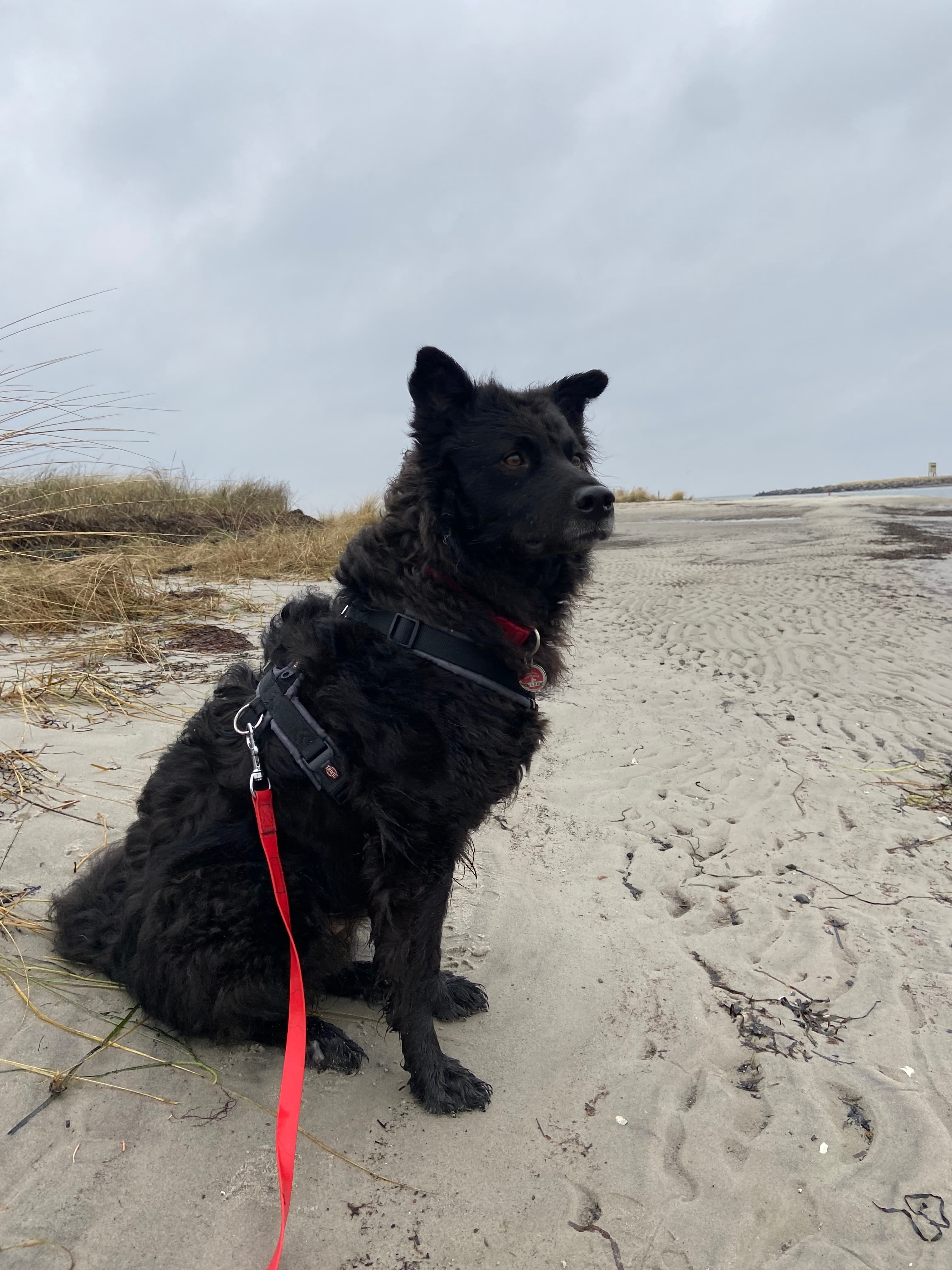 Carlo - Mudi, Deutscher Schäferhund - Bild 4