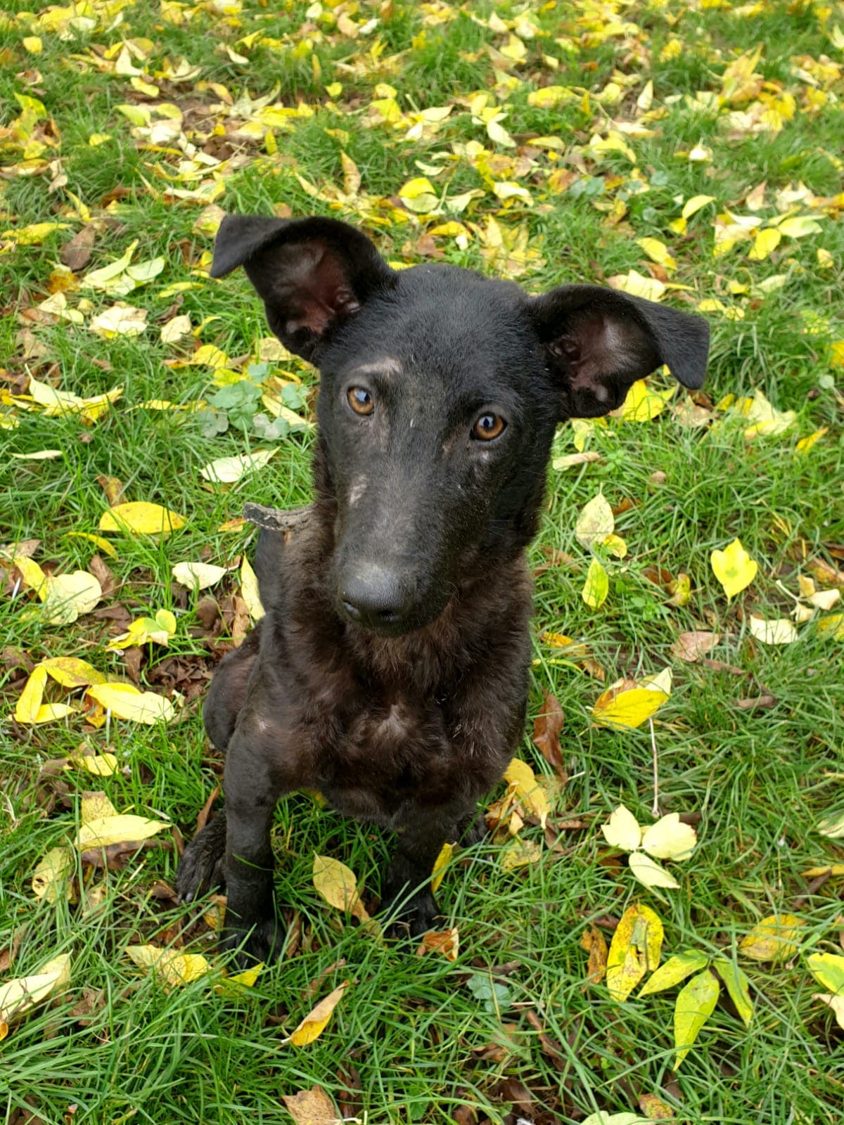 Hanni - - Bild 2