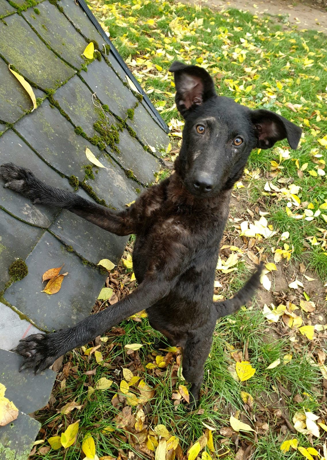 Hanni - - Bild 3
