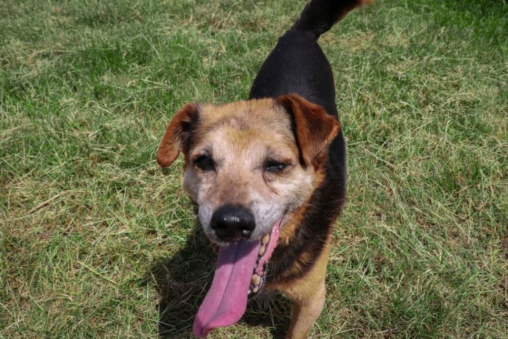 Herbert - - Bild 2
