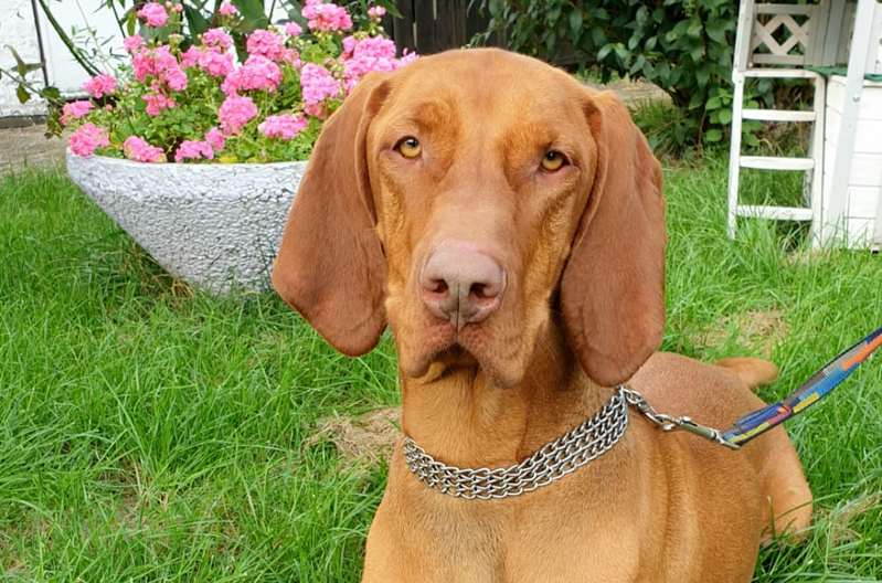 Rudy - - Bild 1