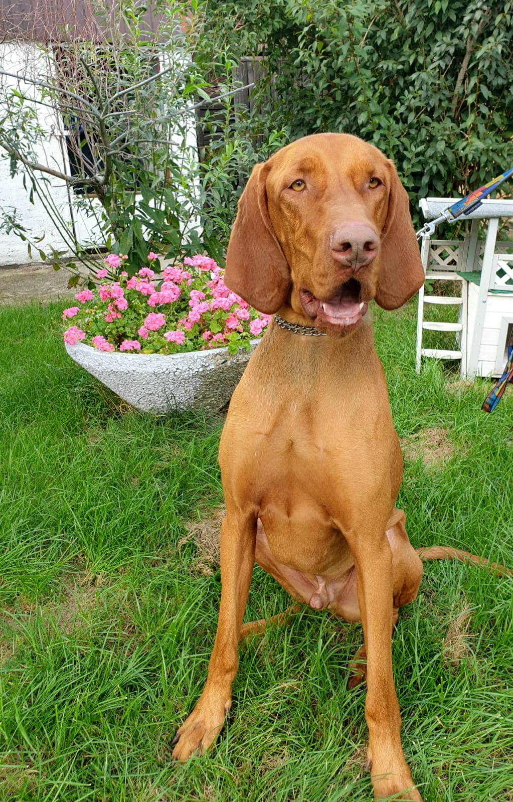 Rudy - - Bild 2