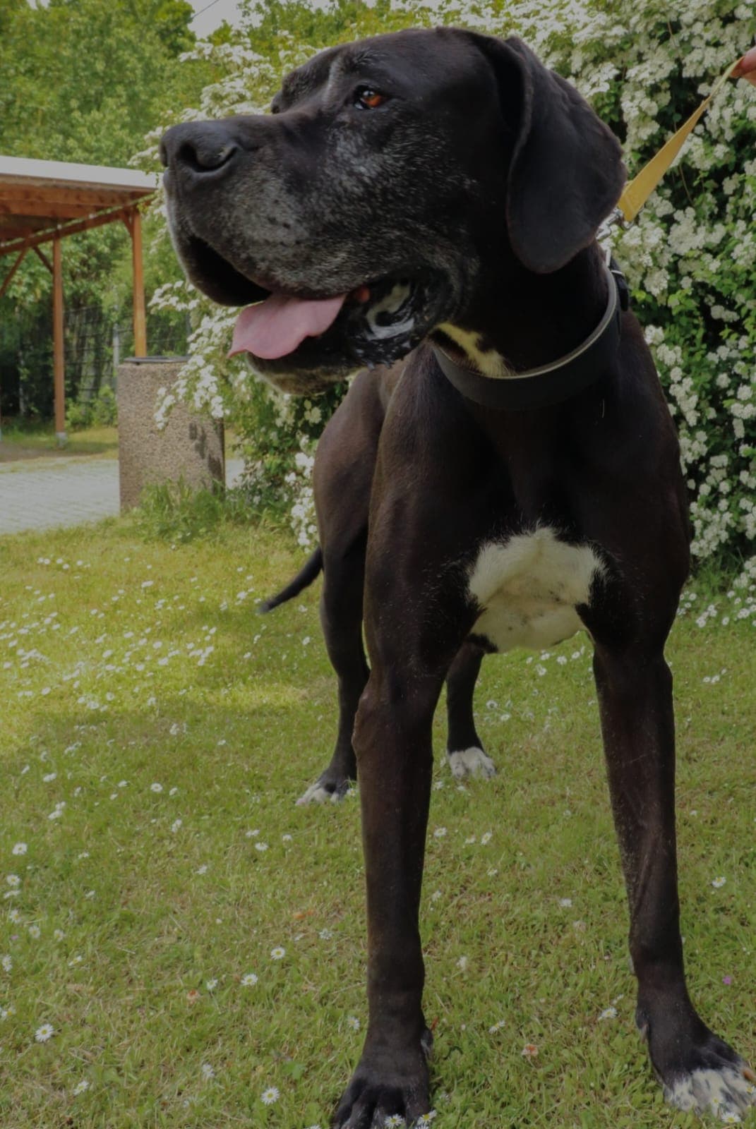 Adem - Deutsche Dogge - Bild 2