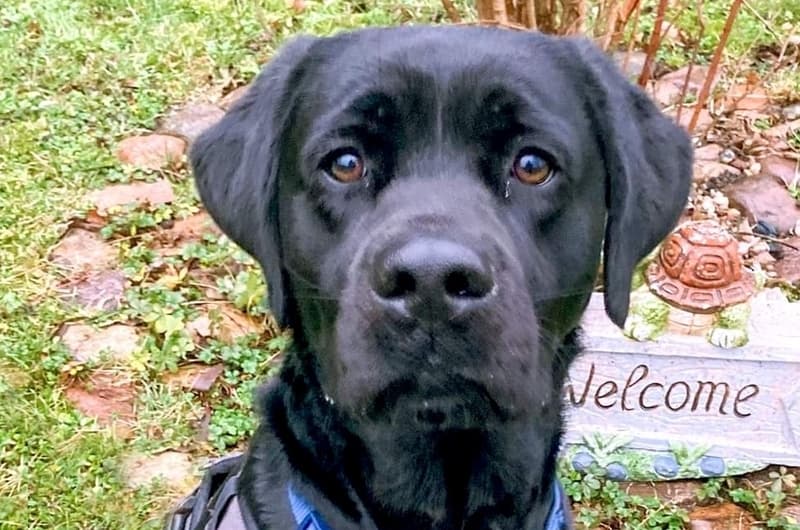 Max - Labrador Retriever - Bild 1