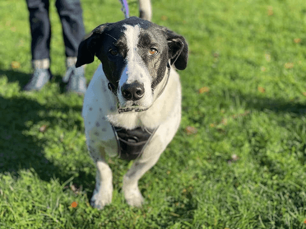 Bruno - - Bild 2