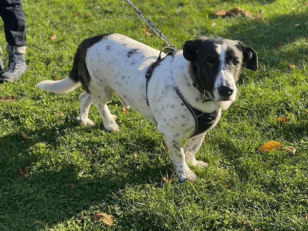Bruno - - Bild 3