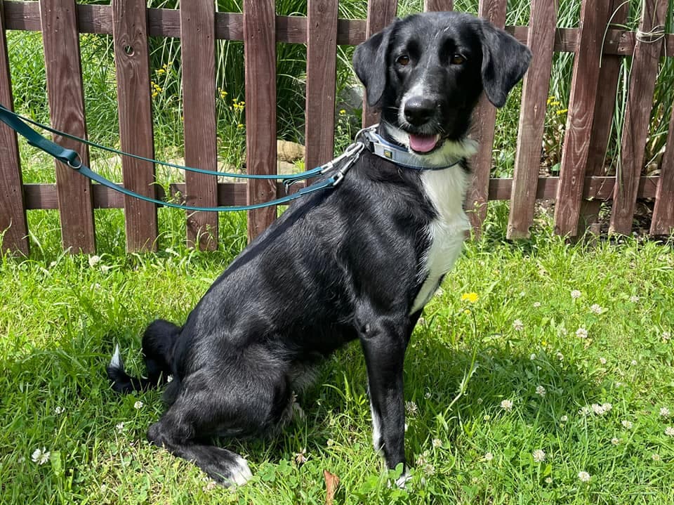 Labrador Retriever-Mix Yara