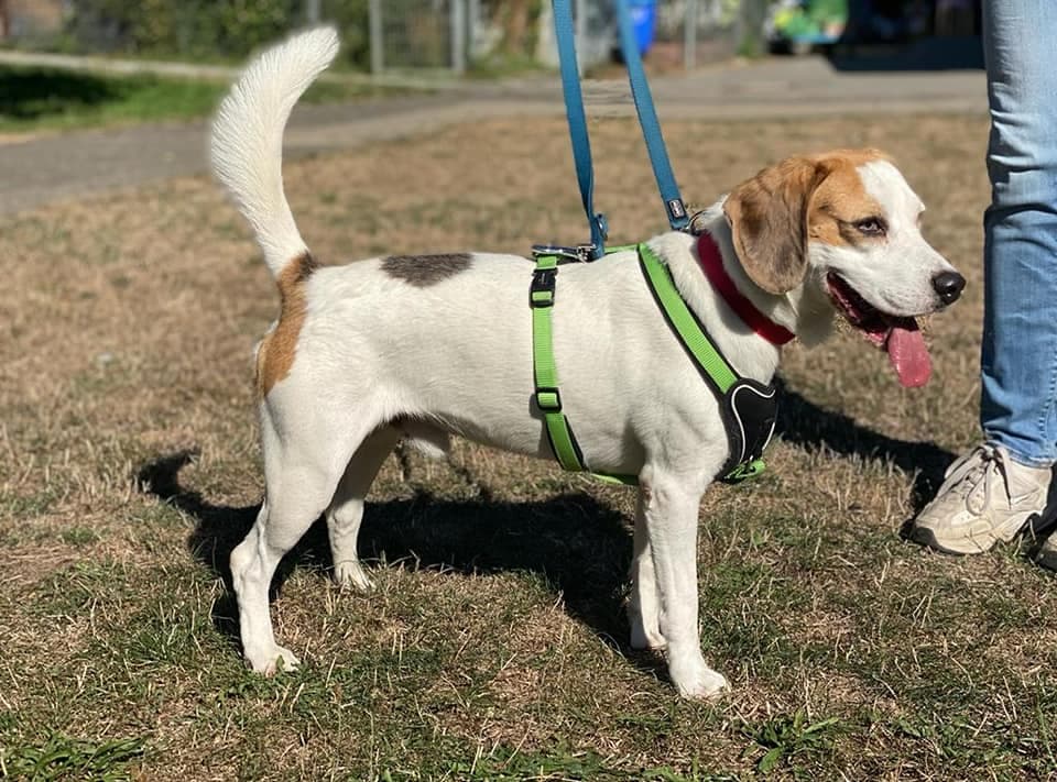 Frodo - Beagle - Bild 1