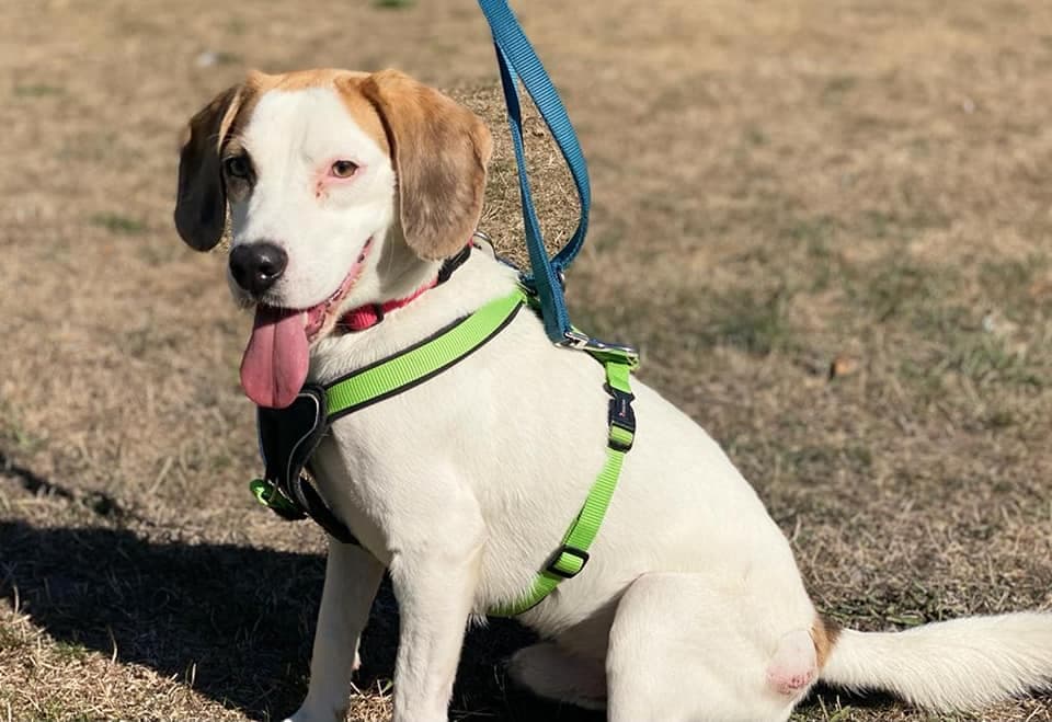 Frodo - Beagle - Bild 2