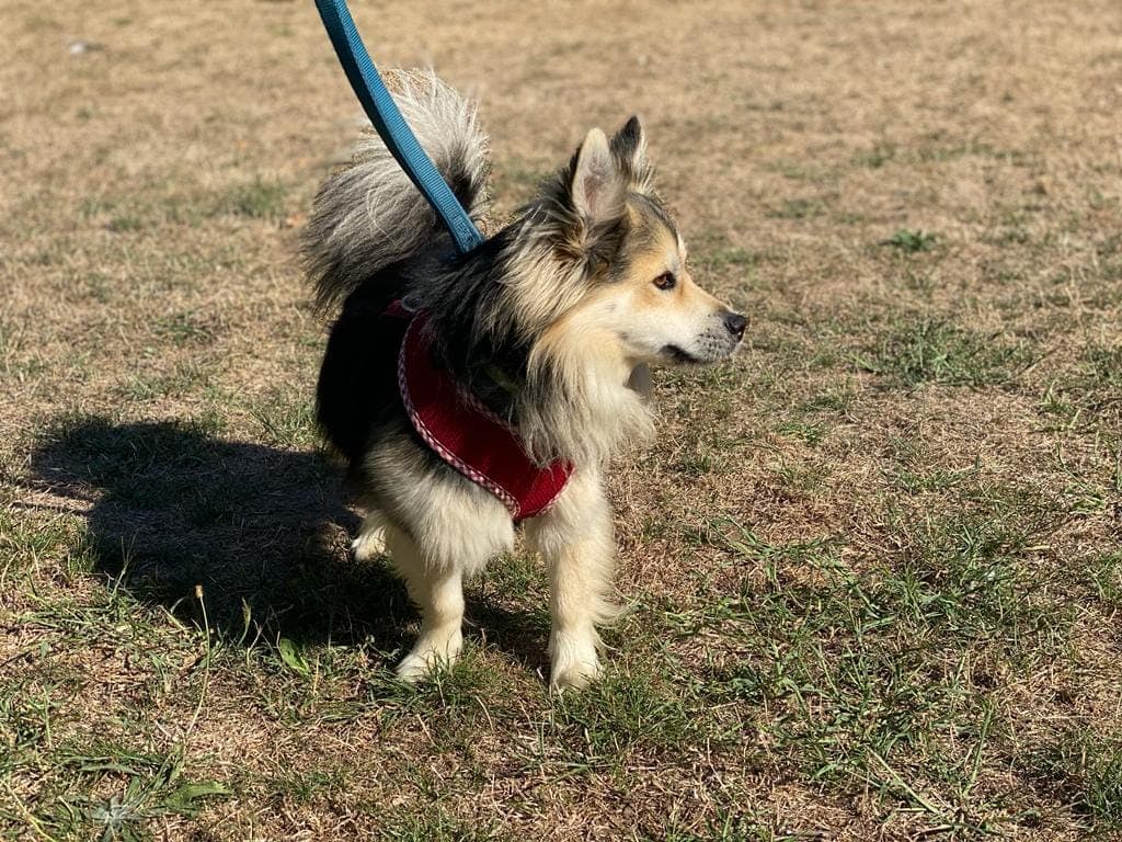 Gino - - Bild 3