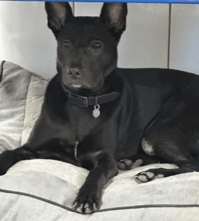 Hollandse Herdershond Andra