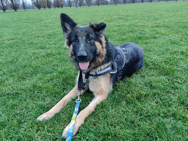 Luna - Deutscher Schäferhund - Bild 2