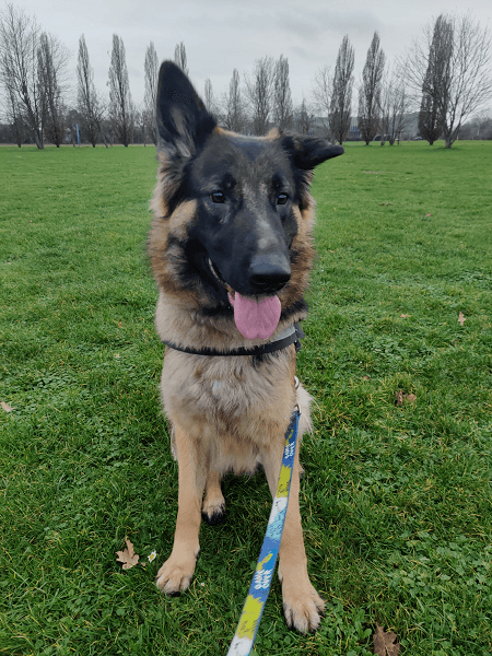 Luna - Deutscher Schäferhund - Bild 3